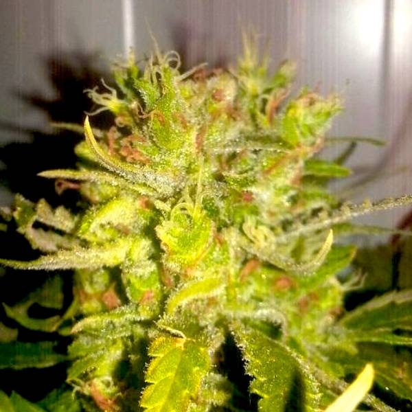 Lemon Haze (BSB Genetics) Feminiserede