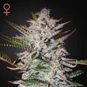 Holy Punch (Greenhouse Seeds) Feminiserede