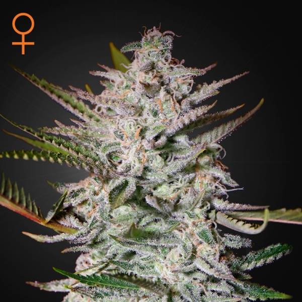 Holy Punch (Greenhouse Seeds) Feminiserede