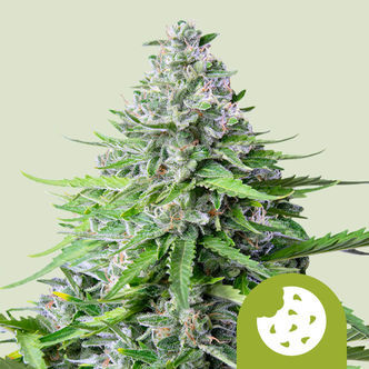 Royal Cookies Automatic (Royal Queen Seeds) Feminiserede