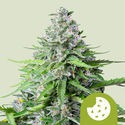 Royal Cookies Autoflower (Royal Queen Seeds) Feminiserede