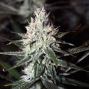 Moonshine Haze (Rare Dankness) Regulær