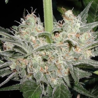 Black Widow (Mr. Nice) regulær