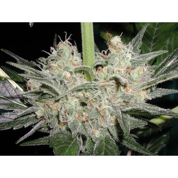 Black Widow (Mr. Nice) regulær