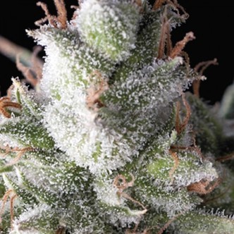 Ramses (Pyramid Seeds) feminiserede