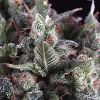 Olympia (Pyramid Seeds) feminiserede cannabisfr&oslash;