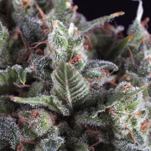 Olympia (Pyramid Seeds) Feminiserede