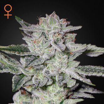 Sweet Valley Kush (Greenhouse Seeds) Feminiserede