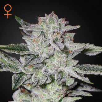 Sweet Valley Kush (Greenhouse Seeds) Feminiserede
