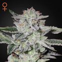 Sweet Valley Kush (Greenhouse Seeds) Feminiserede