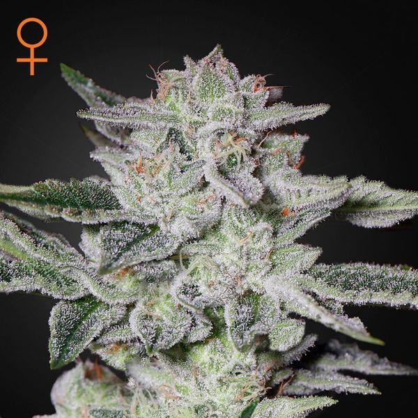 Sweet Valley Kush (Greenhouse Seeds) Feminiserede