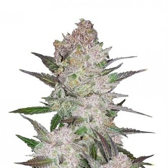 Cream Cookies (FastBuds) Feminiserede