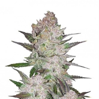 Cream Cookies Auto (FastBuds) Feminiserede