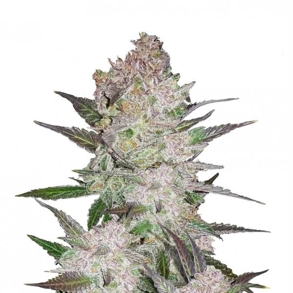 Cream Cookies Auto (FastBuds) Feminiserede
