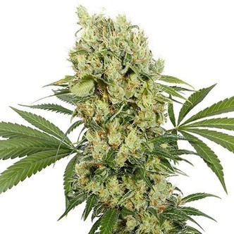 Buddha Medikit (Buddha Seeds) Feminiserede