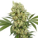 Medikit (Buddha Seeds) Feminiserede