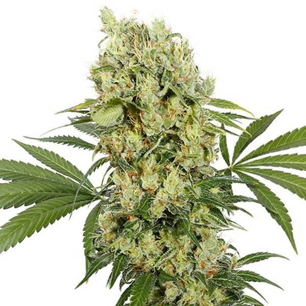 Medikit (Buddha Seeds) Feminiserede