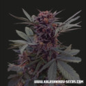 Babushka Black Auto (Kalashnikov Seeds) Feminiserede
