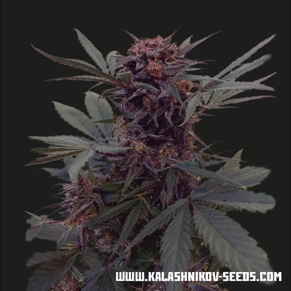 Babushka Black Auto (Kalashnikov Seeds) Feminiserede