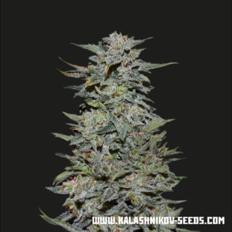 Boy Scout Cookies (Kalashnikov Seeds) Feminiserede