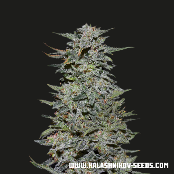 Boy Scout Cookies (Kalashnikov Seeds) Feminiserede