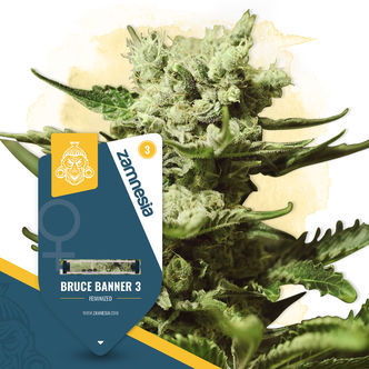 Bruce Banner 3 (Zamnesia Seeds) feminiserede cannabisfr&oslash;