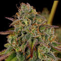 Bruce Banner 3 (Zamnesia Seeds) Feminiserede