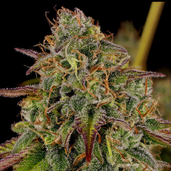 Bruce Banner 3 (Zamnesia Seeds) Feminiserede