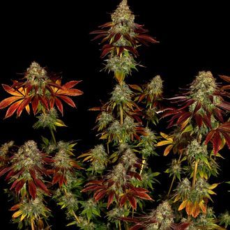 Bruce Banner 3 (Zamnesia Seeds) Feminiserede