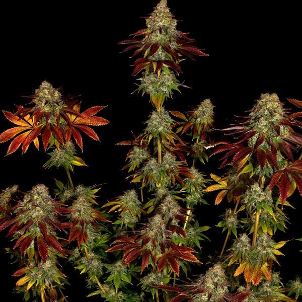 Bruce Banner 3 (Zamnesia Seeds) Feminiserede