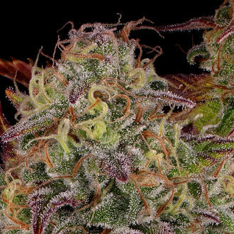 Bruce Banner 3 (Zamnesia Seeds) Feminiserede