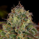 Bruce Banner 3 (Zamnesia Seeds) Feminiserede
