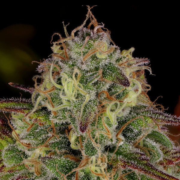 Bruce Banner 3 (Zamnesia Seeds) Feminiserede