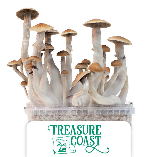 Zamnesia Classic grow kit "Treasure Coast"
