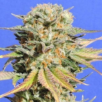 Bruce Banner 3 (Original Sensible Seeds) feminiserede cannabisfr&oslash;
