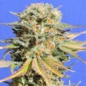 Bruce Banner 3 (Original Sensible) Feminiserede