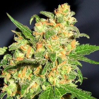 Bruce Banner (BSB Genetics) Feminiserede