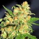Bruce Banner (BSB Genetics) Feminiserede