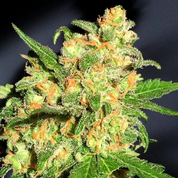 Bruce Banner (BSB Genetics) Feminiserede