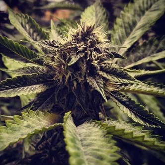 Cali Cherry Pie (BSB Genetics) feminiserede cannabisfr&oslash;