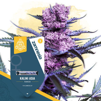 Kalini Asia (Zamnesia Seeds) feminiseret
