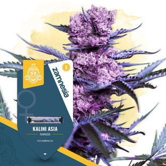 Kalini Asia (Zamnesia Seeds) Feminiserede