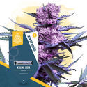 Kalini Asia (Zamnesia Seeds) Feminiserede