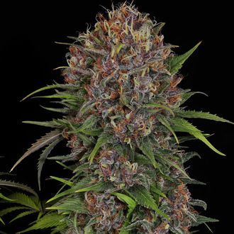 Kalini Asia (Zamnesia Seeds) Feminiserede
