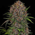Kalini Asia (Zamnesia Seeds) Feminiserede