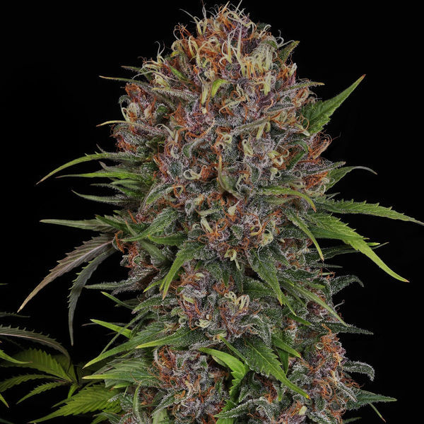 Kalini Asia (Zamnesia Seeds) Feminiserede