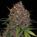 Kalini Asia (Zamnesia Seeds) Feminiserede