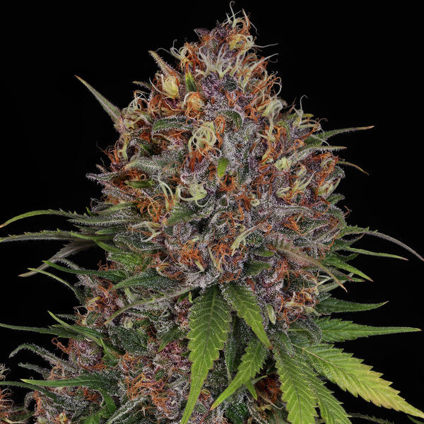 Kalini Asia (Zamnesia Seeds) Feminiserede