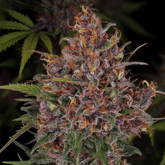 Kalini Asia (Zamnesia Seeds) Feminiserede