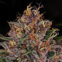 Kalini Asia (Zamnesia Seeds) Feminiserede